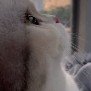 杭宝（专打cs版）