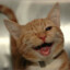 Catthew