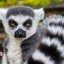 sorry im not a Lemur