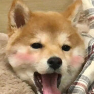 我是梓妍的狗！