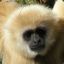 Poised Gibbon