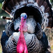 loot.farm CS.money SHKEYS.COM