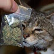 Michalecz [BUYING SKINS]