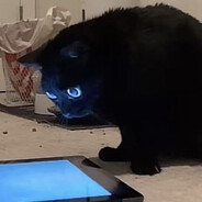 cardboard's avatar