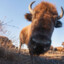 Bison500