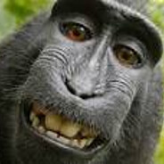 Poop Flinging Monkey