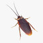 malévolo cucarachón