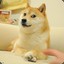 Shiba Inu