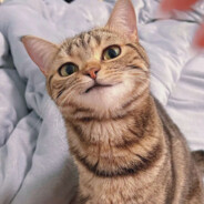 荣耀新人叶不羞