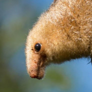 Panzie
