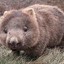 Combat Wombat