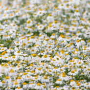 Chamomile