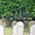 Graves