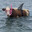 Scuba Dave