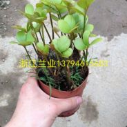 ==}:::::::::::::::::::>