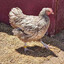 Borrowed Chicken