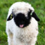 Fluff_E_Sheep