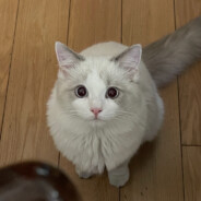 Big Avatar