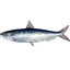 sardinha
