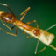 Pharaoh Ant