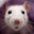 RAT