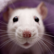 RAT