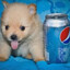 Pepsi Dog