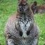 FatKangaroo