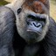 Gorilla928