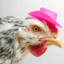 Chicken In A Hat