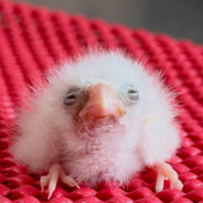 cupcake (deaf)
