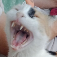 pel.se's avatar