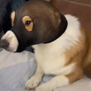 翻斗花园牛爷爷