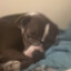 sam
