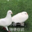 眠の鸽於