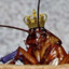 Cockroach King
