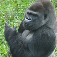 ImSilverBack