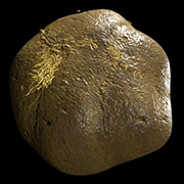 Dung avatar