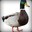 Dr. DuckOnQuack