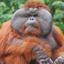 Sexual Orangutan