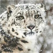 理塘最強伝説芝士雪豹