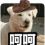 丁丁dog