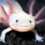 axolotl