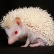 Hedgehog /s/