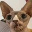 Bindi