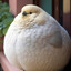 Bird man