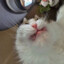 polyan