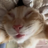 超级无敌霹雳大美女