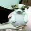 Doguinho pansudo