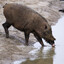 SWINE FEVER